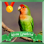 Kicau Lovebird icône