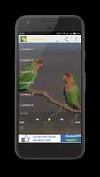 Kicau Lovebird 截图 1