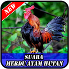 Suara Merdu Ayam Hutan Mp3 ícone