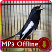 Suara Burung Kacer untuk Masteran Offline