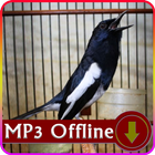 Suara Burung Kacer untuk Masteran Offline biểu tượng