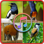 Suara Burung Offline icône