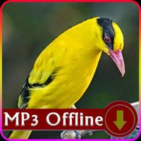 Suara Burung Kepodang Emas Offline untuk Masteran bài đăng