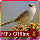 Suara Burung Ciblek untuk Masteran Offline APK