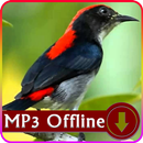 Suara Burung Cabai untuk Masteran Offline APK