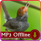 Suara Burung Prenjak untuk Masteran Offline icon