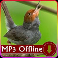 Suara Burung Prenjak untuk Masteran Offline Affiche