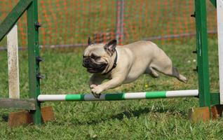 Dog Training تصوير الشاشة 1
