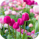 Spring Flowers Wallpapers APK