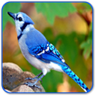 Bird Sounds