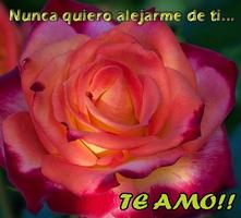 Te Amo Amor 포스터