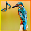Best Song For Birds