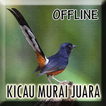 Suara Burung Murai Batu Mp3