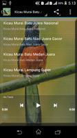 Suara Burung Murai Batu Mp3 স্ক্রিনশট 2