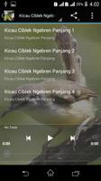 Suara Burung Ciblek Gacor capture d'écran 3