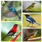 Kumpulan Suara Burung Offline ikon