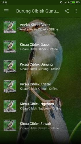 Suara Burung Ciblek Gunung For Android Apk Download