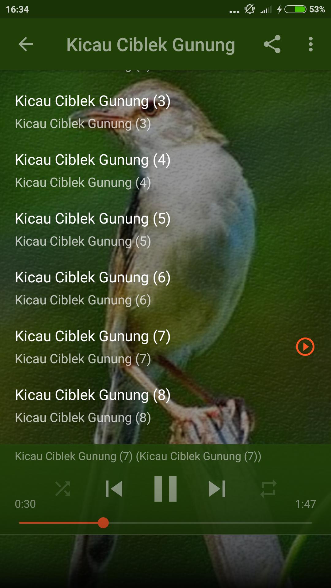 Suara Burung Ciblek Gunung For Android Apk Download