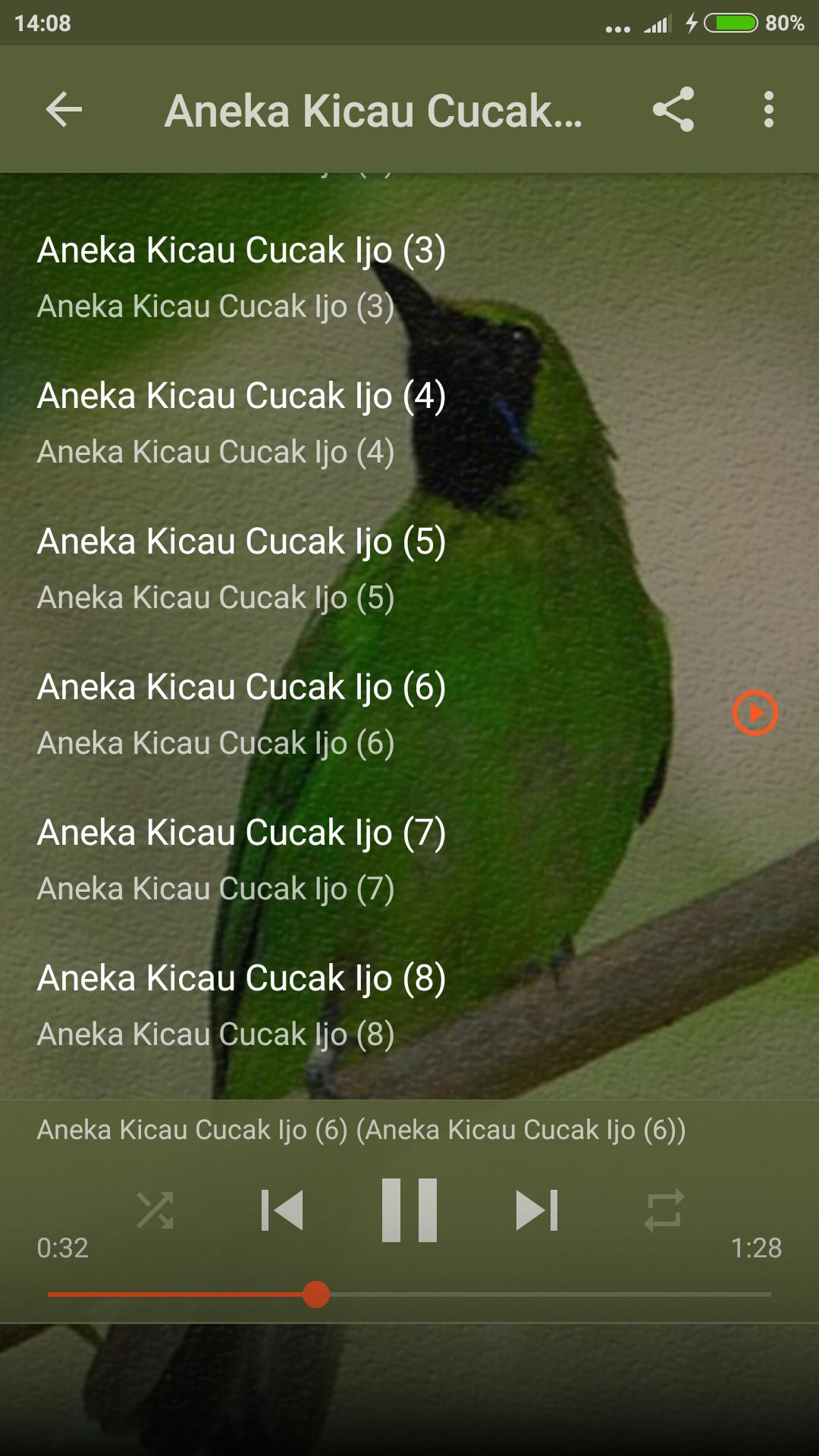 Cucak Ijo Mini Lebih Pintar Kicaukan Klub Burung Kicau