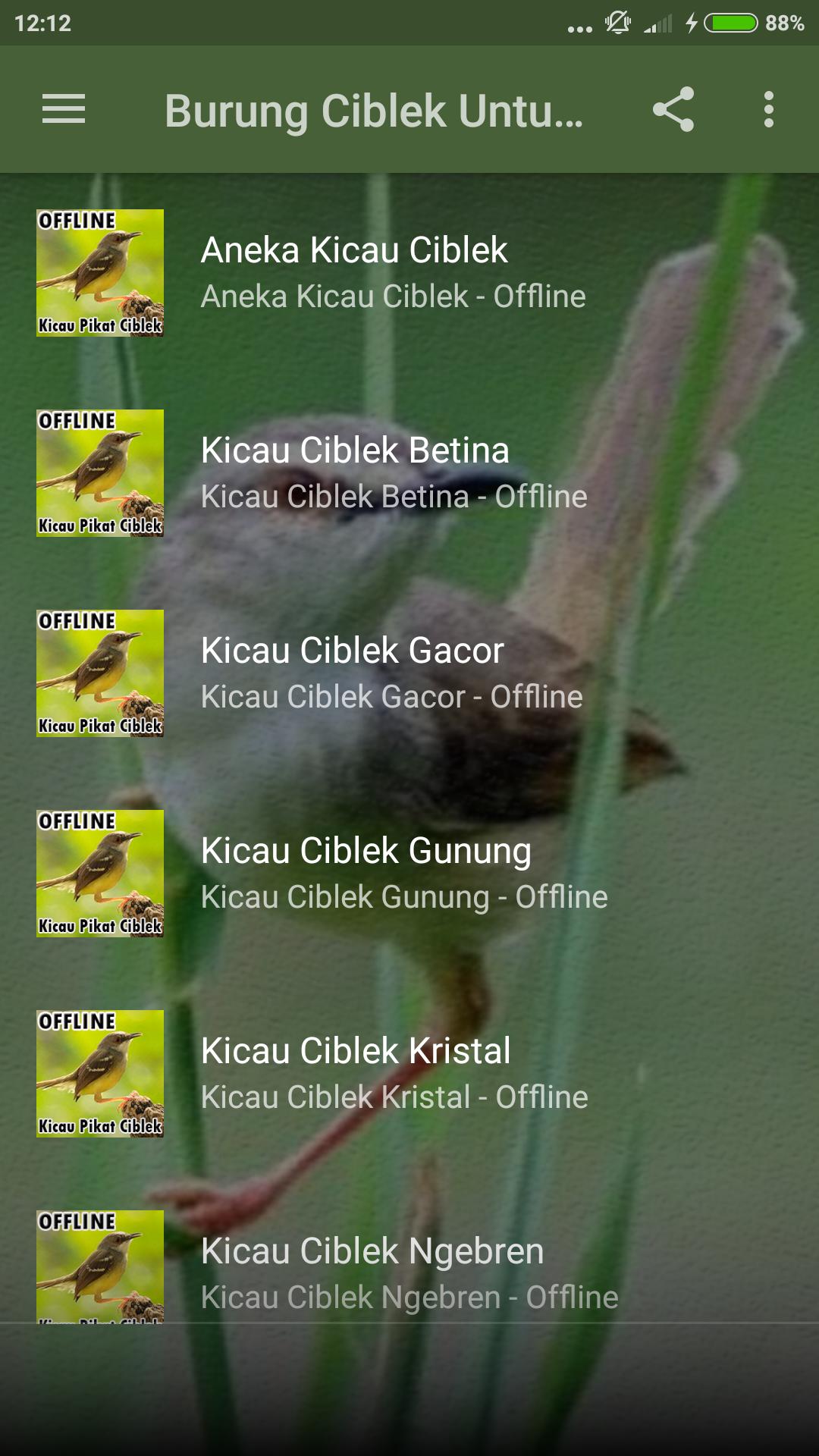 Kicau Burung Ciblek Untuk Pikat For Android Apk Download