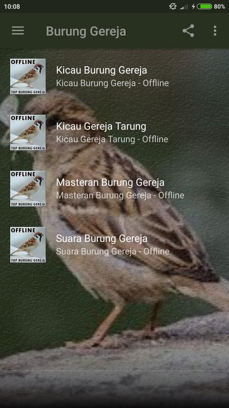 Gambar Burung Gereja Jantan Dan Betina | Gambar Burung Wallpaper