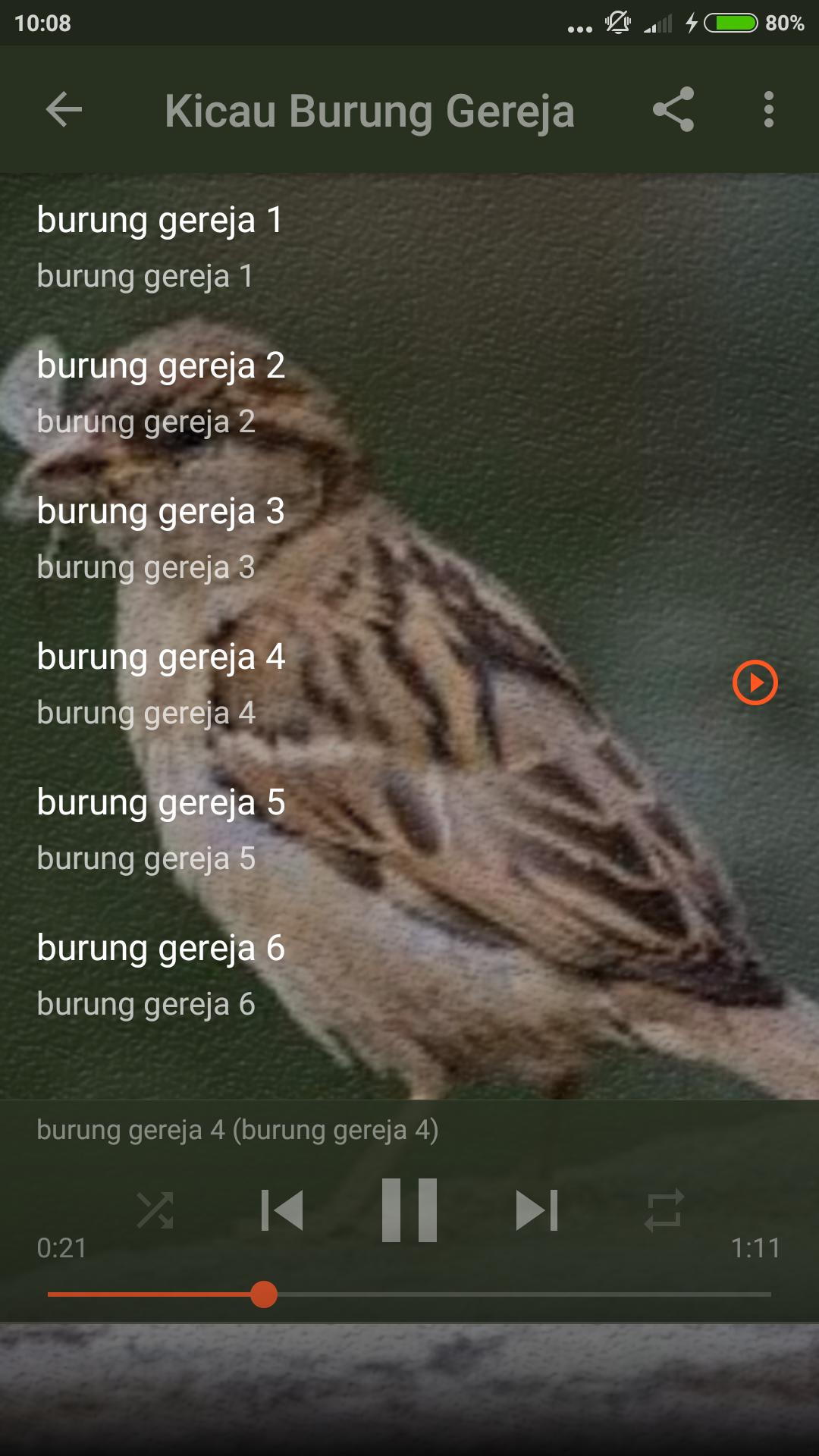 31++ Gambar burung gereja betina terupdate