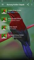 Suara Burung Kolibri Sepah Raja Affiche