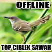 Suara Ciblek Sawah Gacor