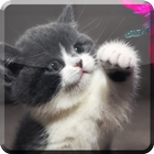 Cat Wallpaper icon