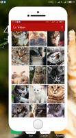 Cat Wallpaper capture d'écran 3