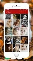 Cat Wallpaper capture d'écran 2