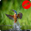 Kingfisher Wallpaper APK