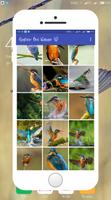 برنامه‌نما Kingfisher Wallpaper عکس از صفحه
