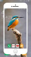 پوستر Kingfisher Wallpaper