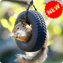 Squirrel Wallpaper APK