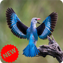 Bird Wallpaper APK