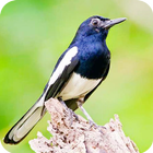 Kicau Burung Kacer Mp3 아이콘