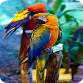 Bird Wallpaper icon