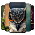 Owl Wallpapers biểu tượng