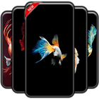 Betta Fish Wallpaper biểu tượng