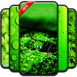 Green Wallpaper Zeichen