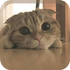 Cat Wallpaper أيقونة