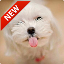 Cute Puppy Wallpaper APK