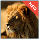 Lions Wallpapers APK