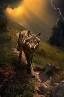 Wolf Wallpaper 截图 2