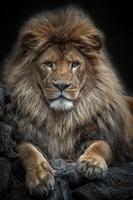 Poster Lion Wallpapers
