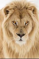 Lion Wallpapers capture d'écran 1