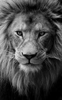 2 Schermata Lion Wallpapers