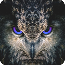 Night Owl Wallpaper APK