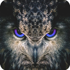 Night Owl Wallpaper ไอคอน